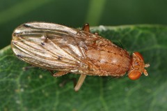 Suillia quinquepunctata