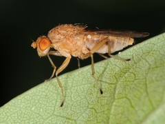 Suillia quinquepunctata