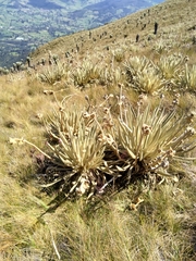 Espeletia congestiflora
