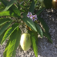 Solanum muricatum