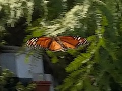 Danaus plexippus
