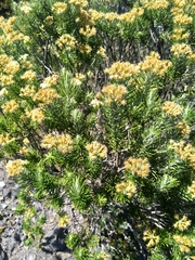 Linochilus revolutus