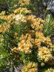 Linochilus revolutus