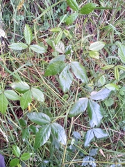 Otholobium mexicanum