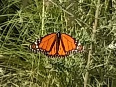 Danaus plexippus