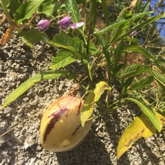 Solanum muricatum