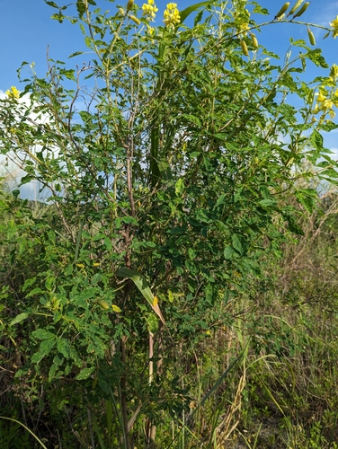 Image of Caracas rattlebox by (c) jengru, some rights reserved (CC BY-SA)