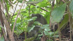 Cavia aperea anolaimae