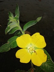 Ludwigia erecta