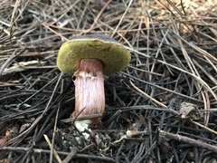 Xerocomellus mendocinensis