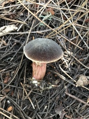 Xerocomellus mendocinensis
