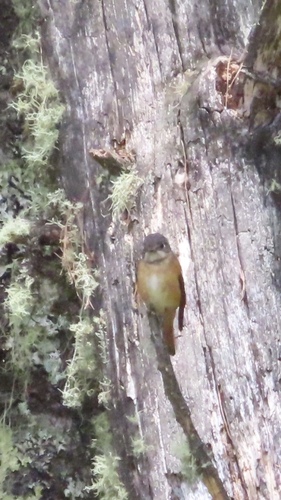 Ferruginous Flycatcher (Muscicapa ferruginea), photo 10