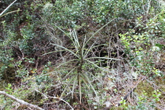 Pseudopanax linearis