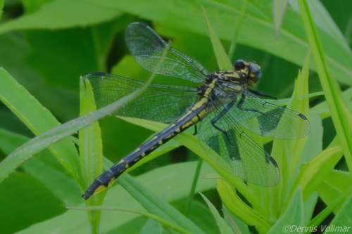 Rapids Clubtail photo 5