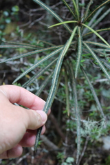 Pseudopanax linearis