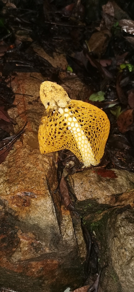 Phallus luteus · June 2023 · photo: © angryphyco (iNaturalist, cc-by)