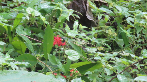 Image of Rauvolfia serpentina by (c) Navaneeth Sini George, some rights reserved (CC BY)