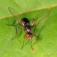 Nemopoda