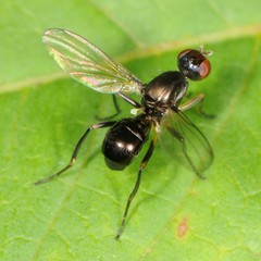Nemopoda