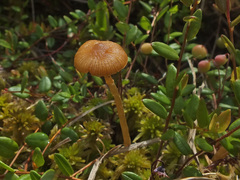 Galerina paludosa