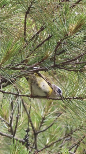 Flamecrest (Regulus goodfellowi), photo 9