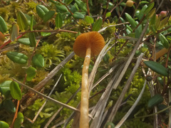 Galerina paludosa