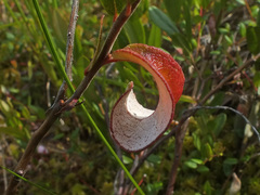 Exobasidium cassandrae