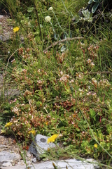 Crassula pellucida pellucida