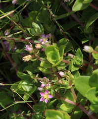 Crassula pellucida pellucida