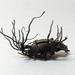 Ophiocordyceps entomorrhiza - Photo (c) Иван Матершев, algunos derechos reservados (CC BY-NC), subido por Иван Матершев
