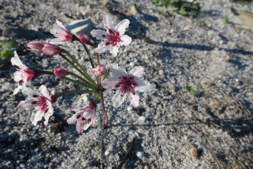 Image of Hessea cinnamomea by (c) Diana Studer, some rights reserved (CC BY)