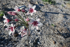 Hessea cinnamomea