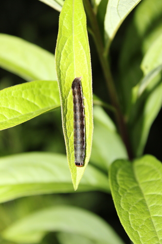 Lost Sallow photo 2