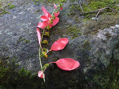 Warszewiczia coccinea