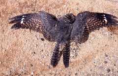 Caprimulgus tristigma