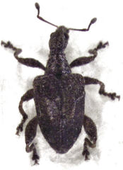 Stephanorhynchus crassus