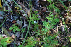 Heliophila meyeri