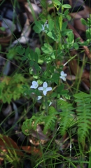 Heliophila meyeri