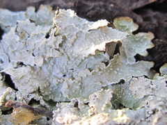 Punctelia perreticulata