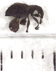Stephanorhynchus crassus