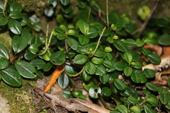Peperomia retusa