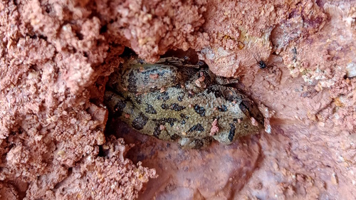 Guartelá Canyon Snouted Tree Frog