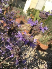 Bombus crotchii