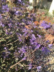 Bombus crotchii