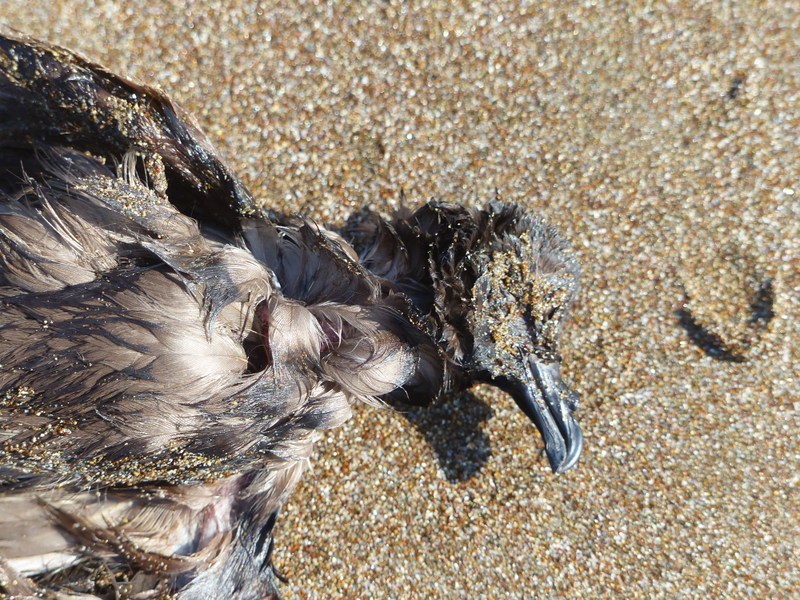 Swinhoe's Storm Petrel