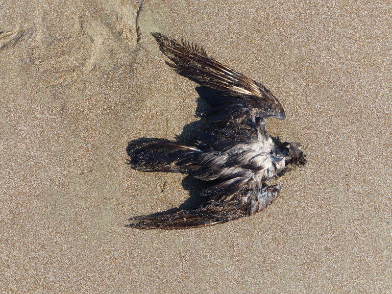 Swinhoe's Storm Petrel