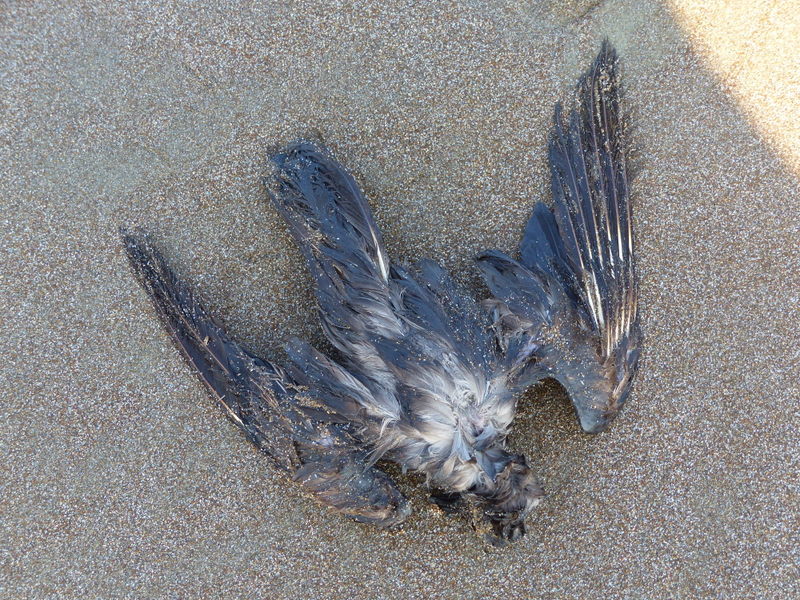 Swinhoe's Storm Petrel