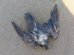 Hydrobates monorhis