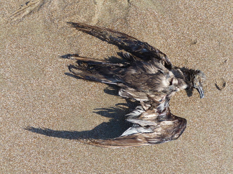 Swinhoe's Storm Petrel