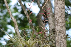 Tillandsia flexuosa